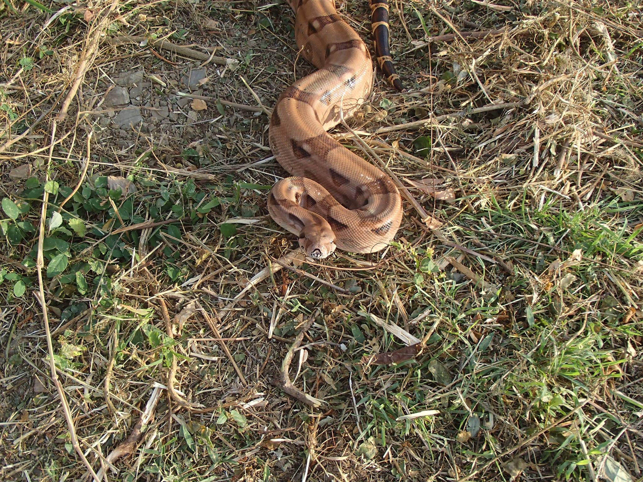 Snake on St Croix Photo